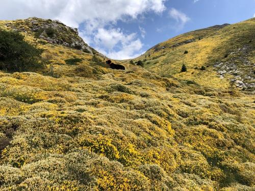 The 'erizon' gorse in full flower.