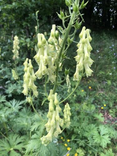 Wolfsbane