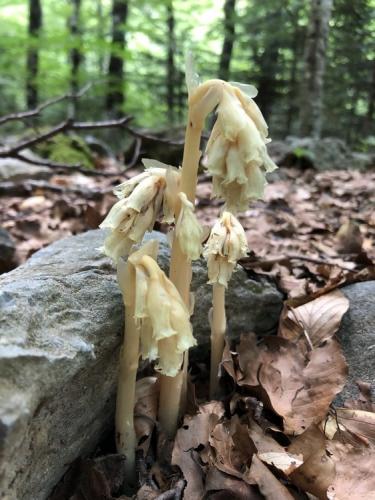 The parasitical Dutchman's Pipe
