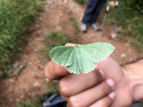 An inquisitive large emerald moth