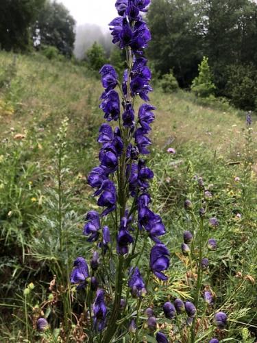 Purple monkshood - one of the most poisonous plants in the Pyrenees