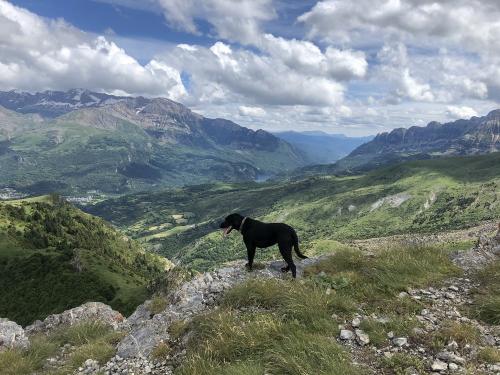 Ruby enjoying the views