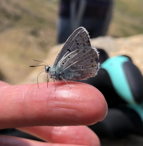 A friendly butterfly