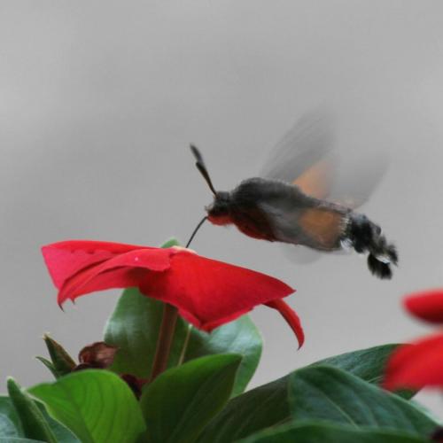 Hummingbird Hawkmoth