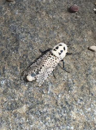 Leopard Moth