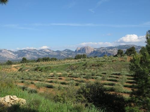 Amongst the olive groves of Diexdedos
