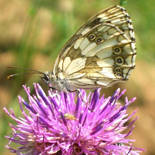 Marbled White