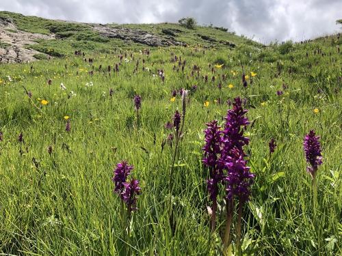 A field of marsh orchids