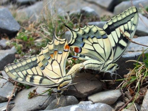 Mating Swallowtails