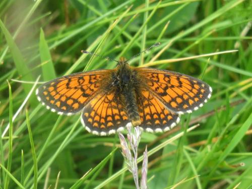 Meadow fritillary - Melitaea parthenoides
