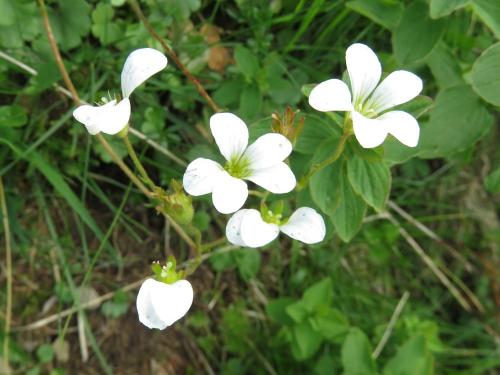 Meadow saxifrage