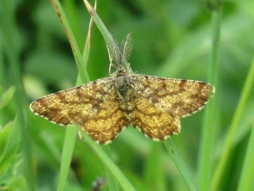 Moth
