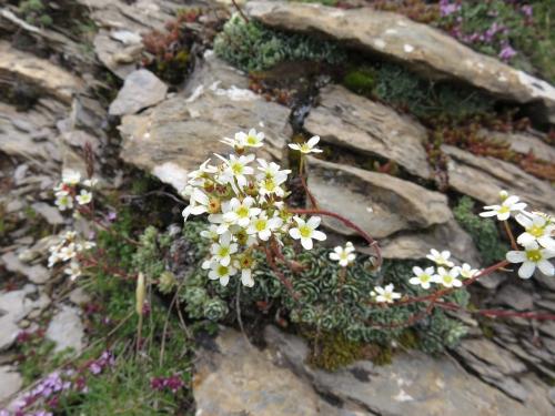 Mountain saxifrage