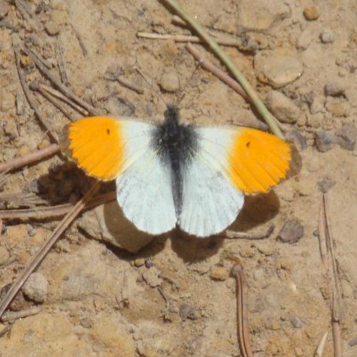 Orange Tip