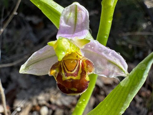 Ophrys apifera