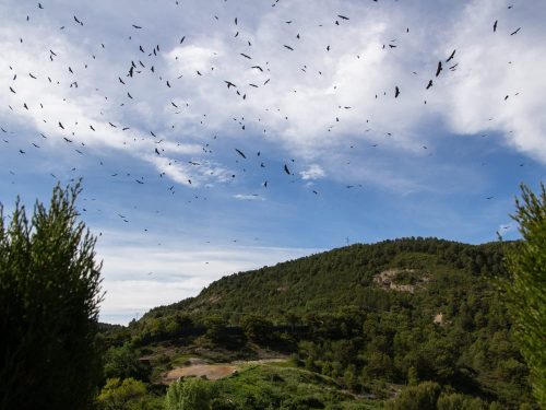 Vulture feeding in Ainsa