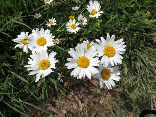Oxeye Daisy