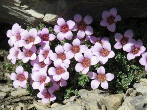 Purple Saxifrage
