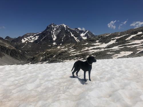 The snow doesn't worry Ruby at all