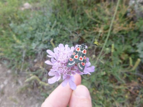 Provence Burnett Moth