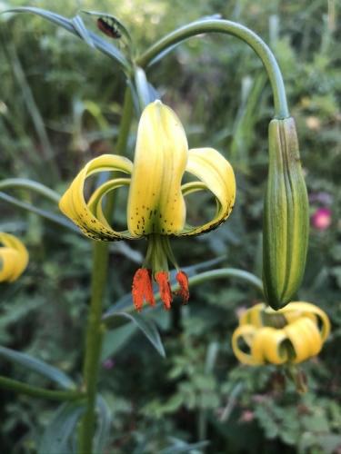 Pyrenean lily