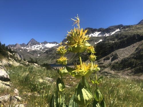 Great Yellow Gentian, Pyrenees
