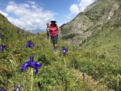 Hiking through Pyrenean Iris