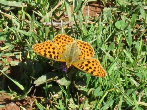 Queen of Spain Fritillary