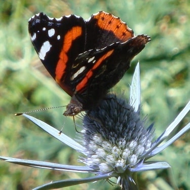 Red Admiral