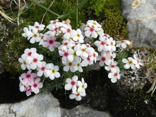 Rock Jasmin