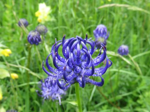 Round Headed Rampion