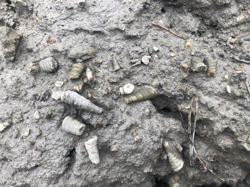 Fossils found in the margas