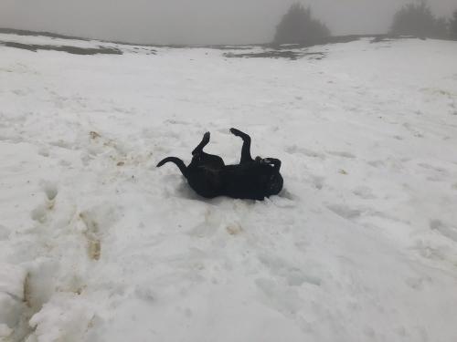 Ruby enjoying the snow on the plateau