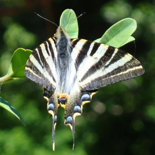 Scarce Swallowtail