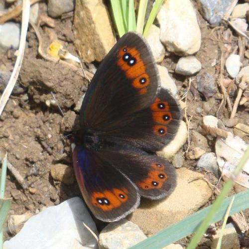 Scotch Argus