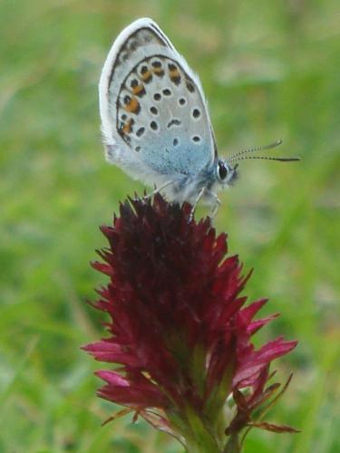 Silver studded blue