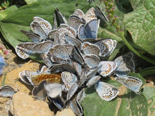Silver studded blue