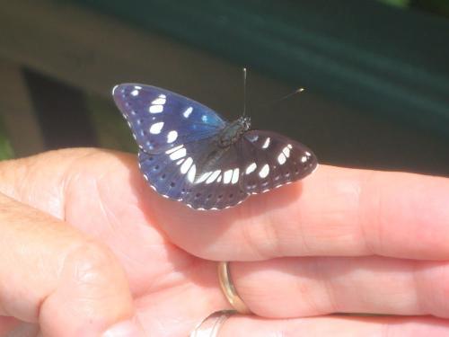 Southern White Admiral