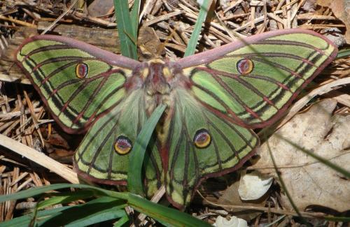 Spanish Moon Moth