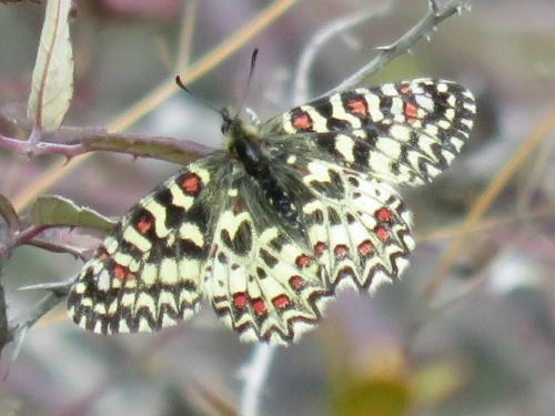 Spanish festoon