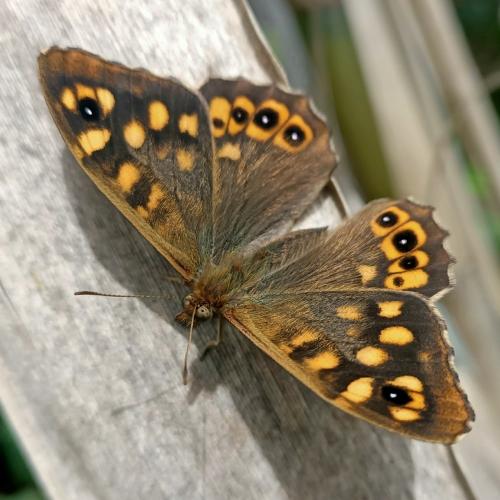 Speckled Wood