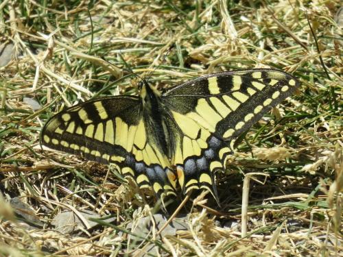 Swallowtail Butterfly