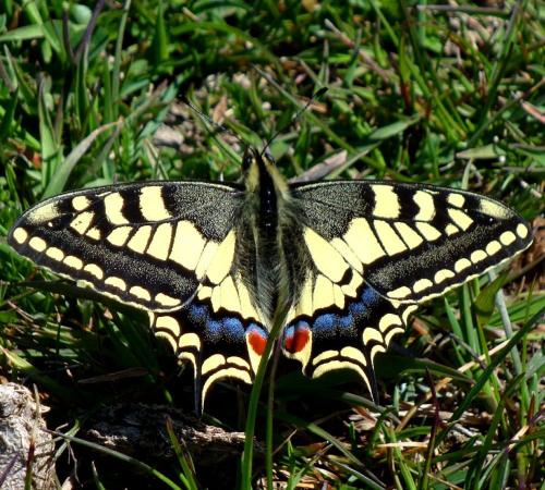 Swallowtail