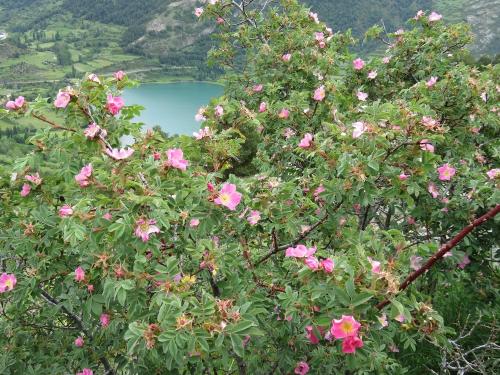Wild Rose