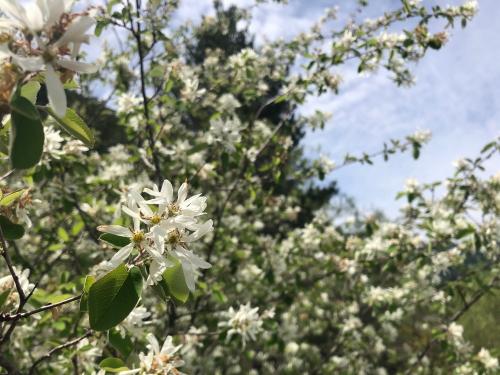 Amelanchier