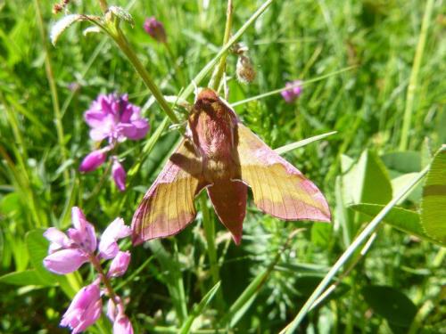 elephant hawk-moth