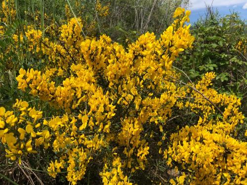 Gorse