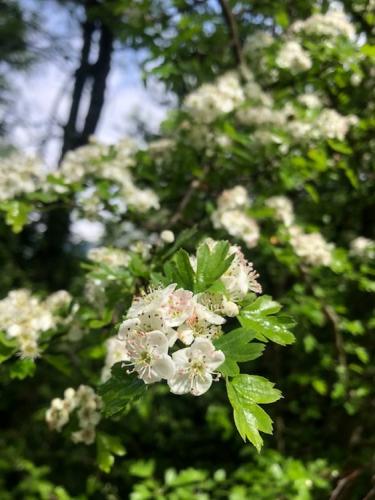Hawthorne