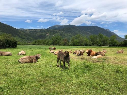 Pyrenean brown cows - parda de montaña