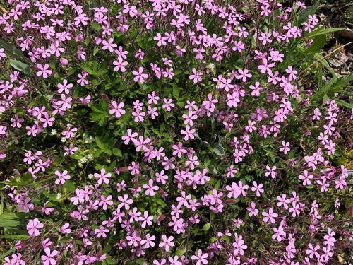 Soapwort